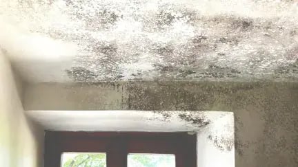 Mould-Survey