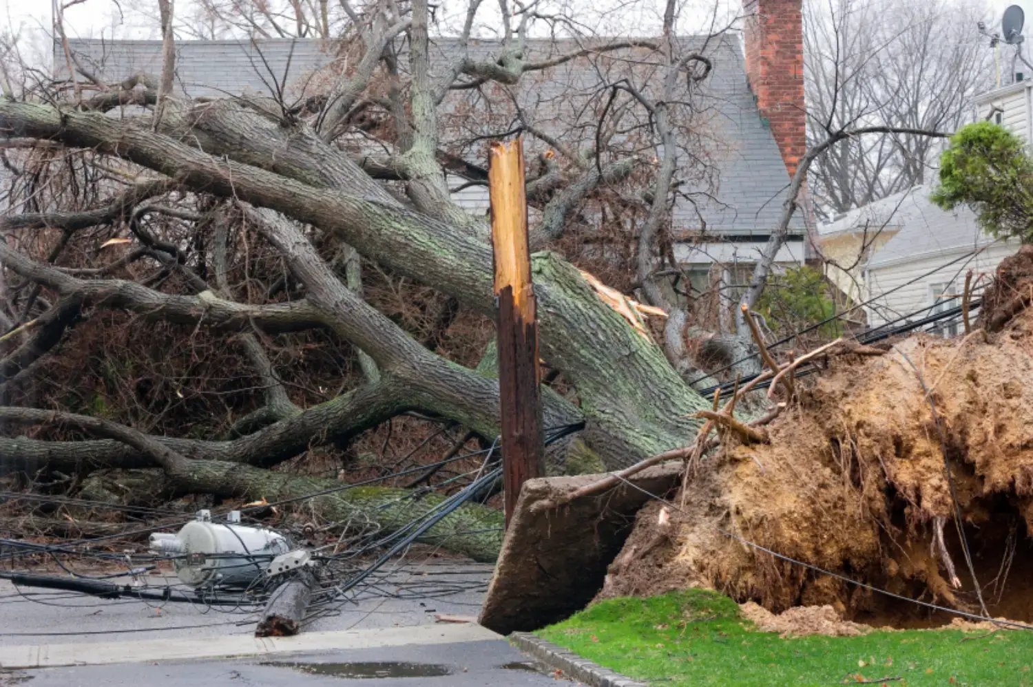 air-storm-tree-fall